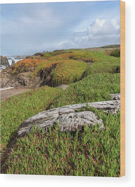 Coastal Landscape with Driftwood Wood Print