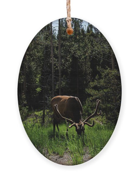 Elk Grazing In A Sunlit Forest In Grand Teton National Park Ornament