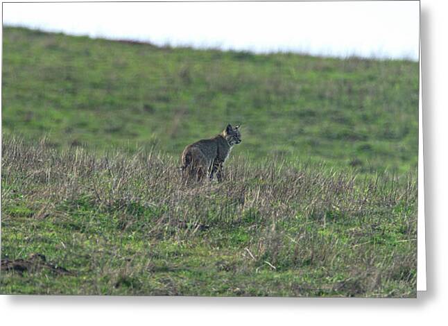 Bobcat in Grassy Field Greeting Card