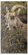 Bighorn Sheep in Zion National Park Bath Towel by Brandon Wichmann