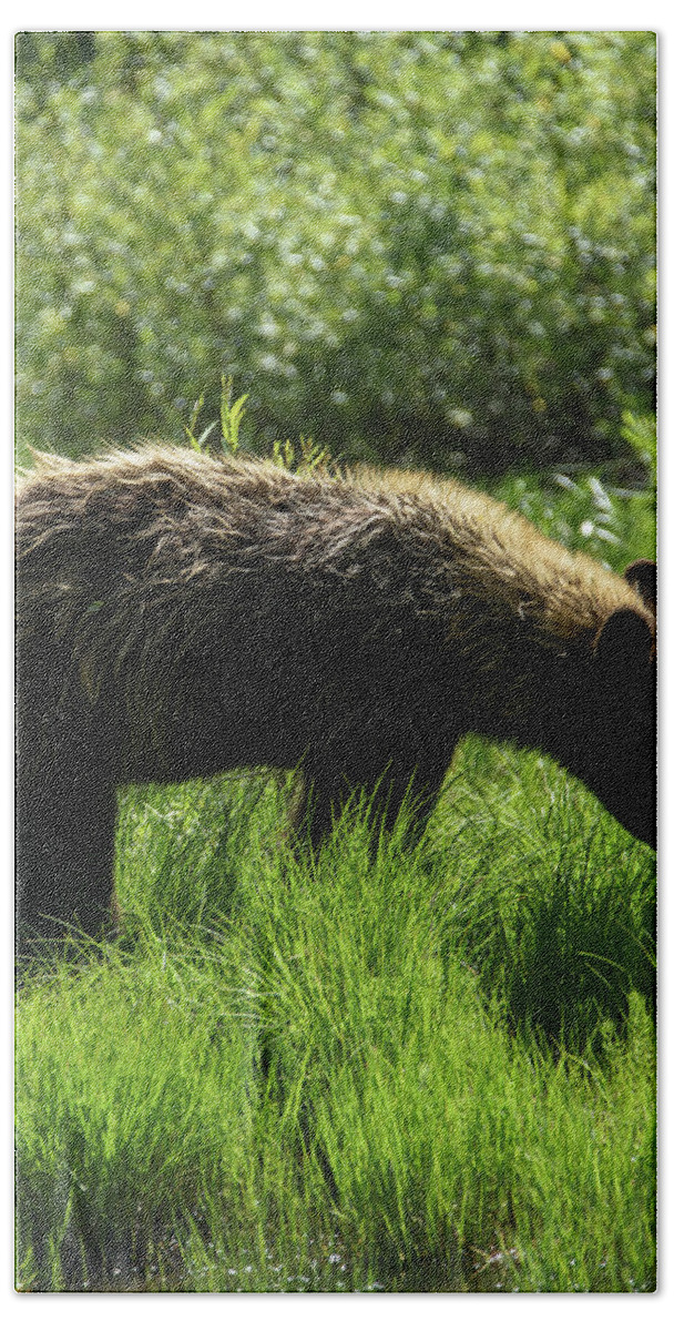 Solitary Bear In Grand Teton National Park Hand Towel