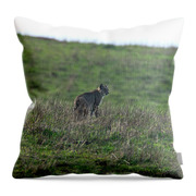 Bobcat in Point Reyes Throw Pillow by Brandon Wichmann