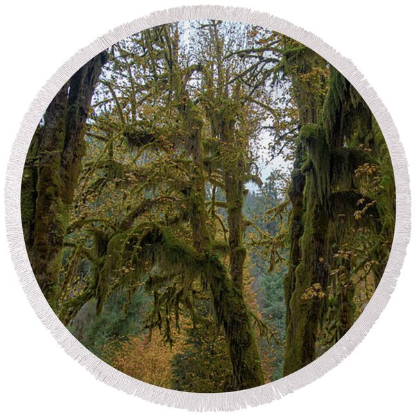Moss-Covered Forest Trees Round Beach Towel
