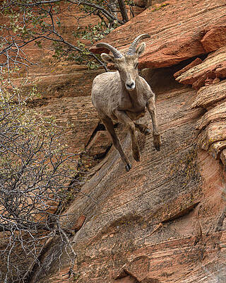 Wildlife Wall Art featuring the photograph Big Horn Sheep Agile Descent In Zion National Park by Brandon Wichmann