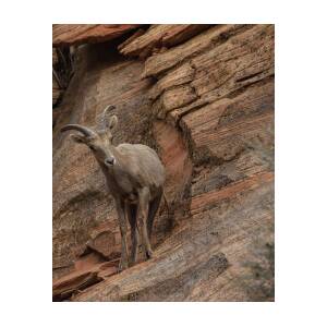Bighorn Sheep on Rocky Terrain by Brandon Wichmann Bighorn Sheep on Rocky Terrain by Brandon Wichmann