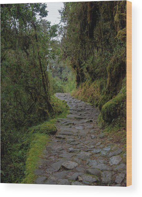 Moss-covered Path Through Lush Forest On The Inca Trail Wood Print