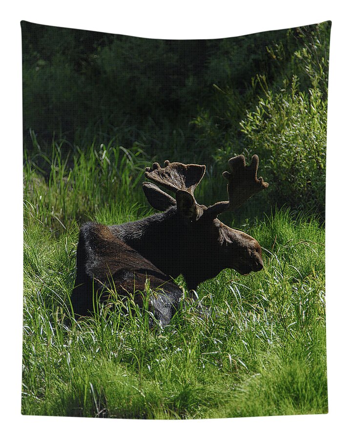 Moose Resting In Sunlit Meadow In Grand Teton National Park Tapestry