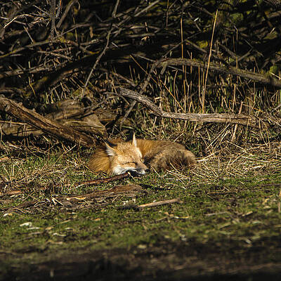 Nature Wall Art featuring the photograph Peaceful Fox In Sunlit Meadow by Brandon Wichmann