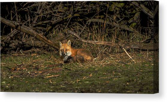 Fox Resting in Sunlit Clearing Canvas Art Print by Brandon Wichmann