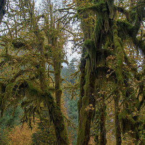 Moss-Covered Forest Trees by Brandon Wichmann Moss-Covered Forest Trees by Brandon Wichmann