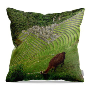Winay Wayna With Grazing Llama Throw Pillow