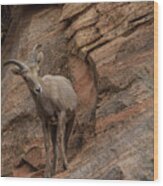 Bighorn Sheep On Rocky Terrain Wood Print