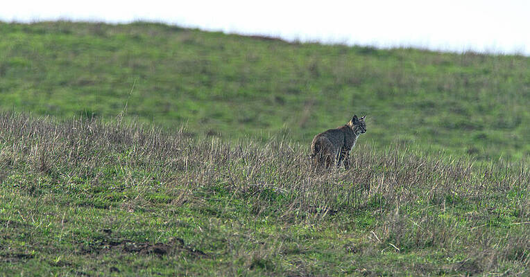 Bobcat in Grassy Field Wall Art