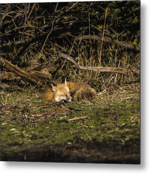 Peaceful Fox In Sunlit Meadow Metal Print