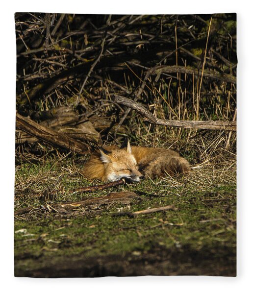 Peaceful Fox In Sunlit Meadow Fleece Blanket