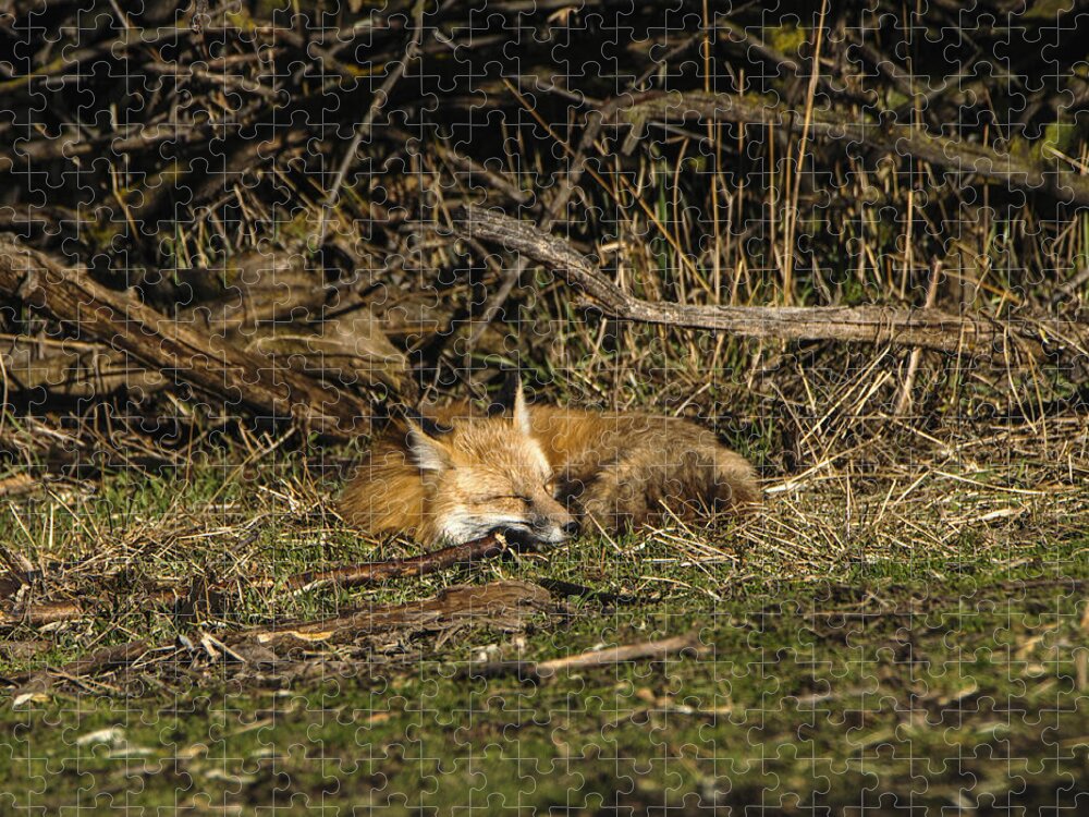 Peaceful Fox In Sunlit Meadow Jigsaw Puzzle