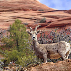 Big Horn Sheep in Zion National Park by Brandon Wichmann