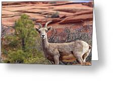 Big Horn Sheep In Zion National Park Greeting Card