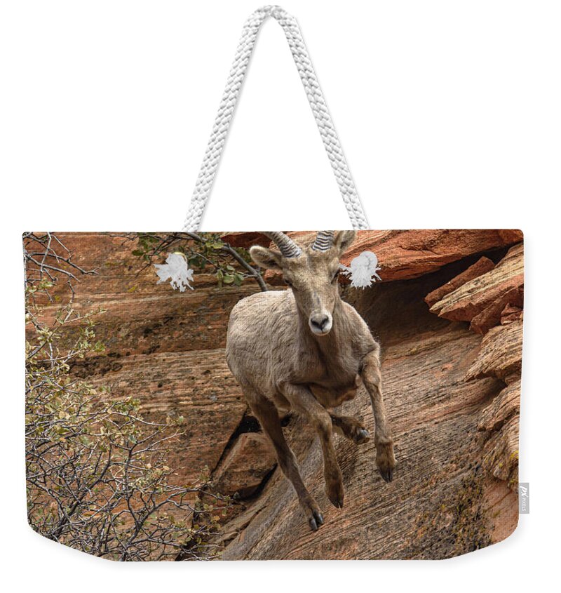 Big Horn Sheep Agile Descent In Zion National Park Weekender Tote Bag