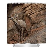 Bighorn Sheep On Rocky Terrain Shower Curtain