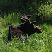 Moose Resting In Sunlit Meadow In Grand Teton National Park Art Print
