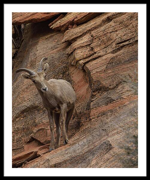 Bighorn Sheep On Rocky Terrain Framed Print