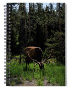 Elk Grazing In A Sunlit Forest In Grand Teton National Park Spiral Notebook