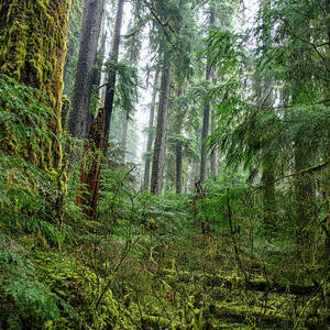 Misty Forest Silhouettes in Olympic National Park by Brandon Wichmann Misty Forest Silhouettes in Olympic National Park by Brandon Wichmann