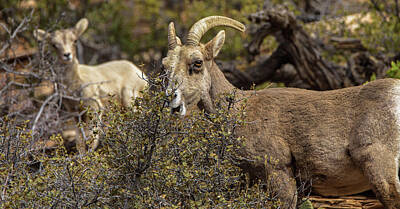 Wildlife Zion National Park Art