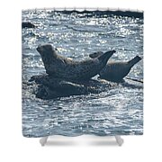Seals Resting On Rocky Shoreline Shower Curtain