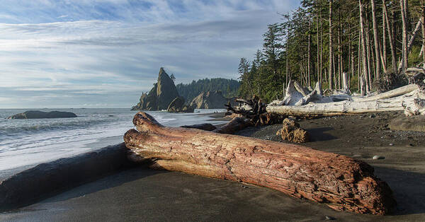 Driftwood on a Pebbled Beach Poster