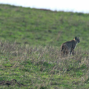 Bobcat in Point Reyes by Brandon Wichmann