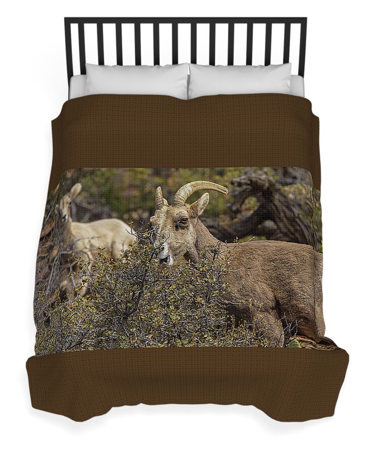 Mountain Goats in Natural Habitat Duvet Cover