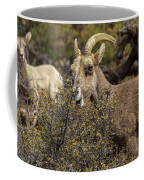 Bighorn Sheep in Zion National Park Coffee Mug by Brandon Wichmann