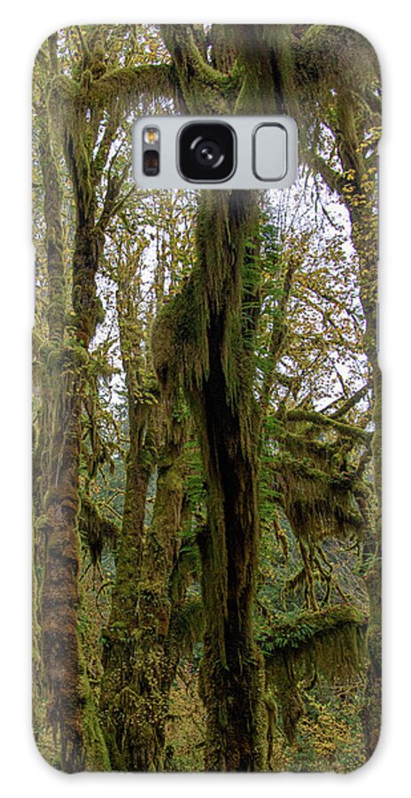 Moss-Covered Trees in a Dense Forest Galaxy Case