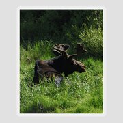 Moose Resting In Sunlit Meadow In Grand Teton National Park Sticker