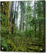 Misty Forest Silhouettes In Olympic National Park Acrylic Print