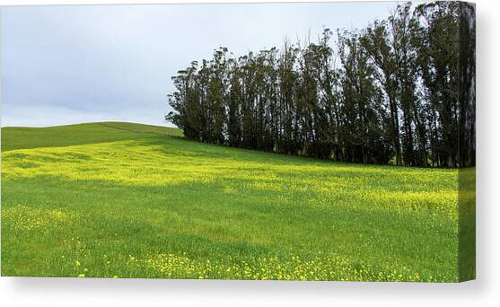 Rolling Hills with Blooming Wildflowers Canvas Art Print by Brandon Wichmann
