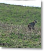 Bobcat in Grassy Field Metal Print
