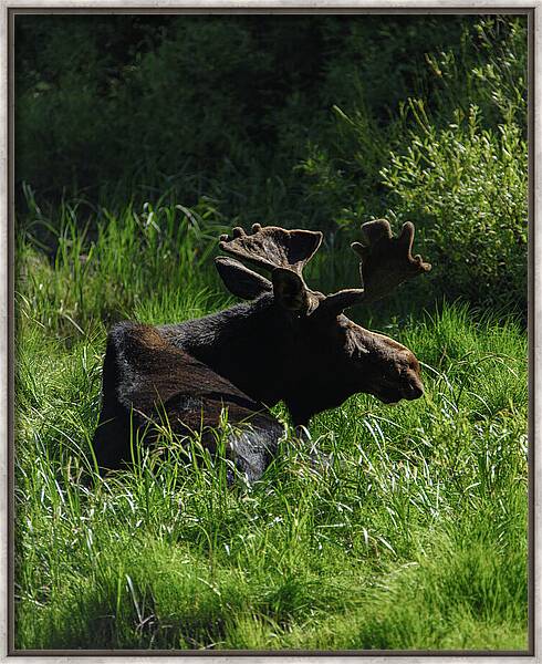 Moose Resting In Sunlit Meadow In Grand Teton National Park Framed Print
