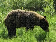 Solitary Bear In Grand Teton National Park Jigsaw Puzzle