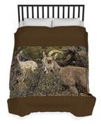 Mountain Goats in Natural Habitat Duvet Cover