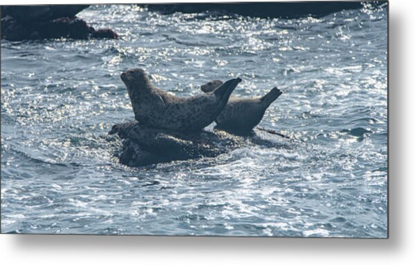 Seals Resting On Rocky Shoreline Metal Print