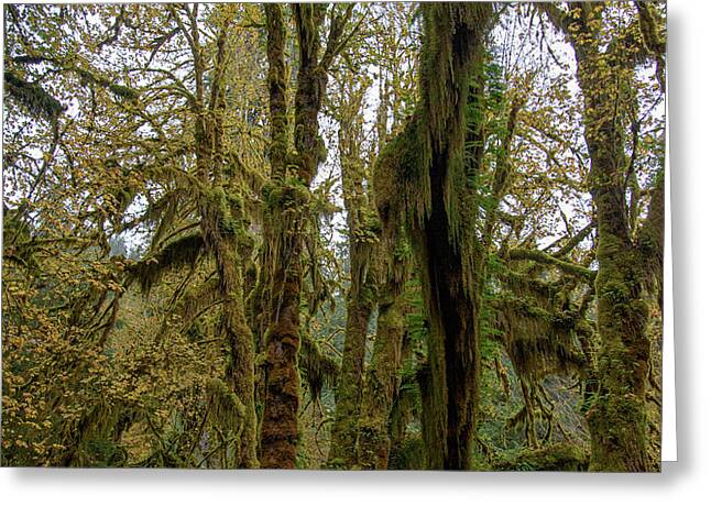 Shop for Tree Greeting Cards