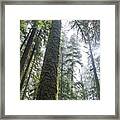 Majestic Forest Canopy In Olympic National Park Framed Print