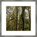 Moss-Covered Trees in a Dense Forest Framed Print