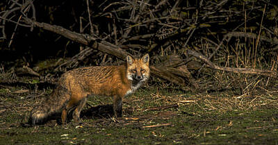 Shop for Wildlife Posters