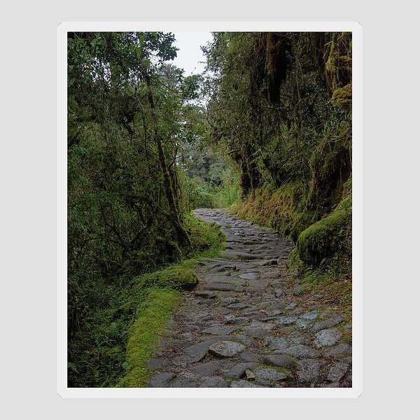Moss-covered Path Through Lush Forest On The Inca Trail Sticker