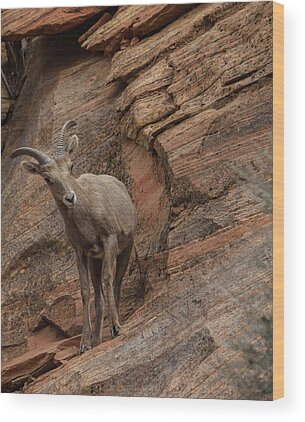 Wildlife Wood Prints