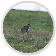 Bobcat in Point Reyes Round Beach Towel by Brandon Wichmann